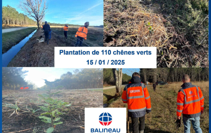 Plantation d'arbres Balineau 15 01 2025