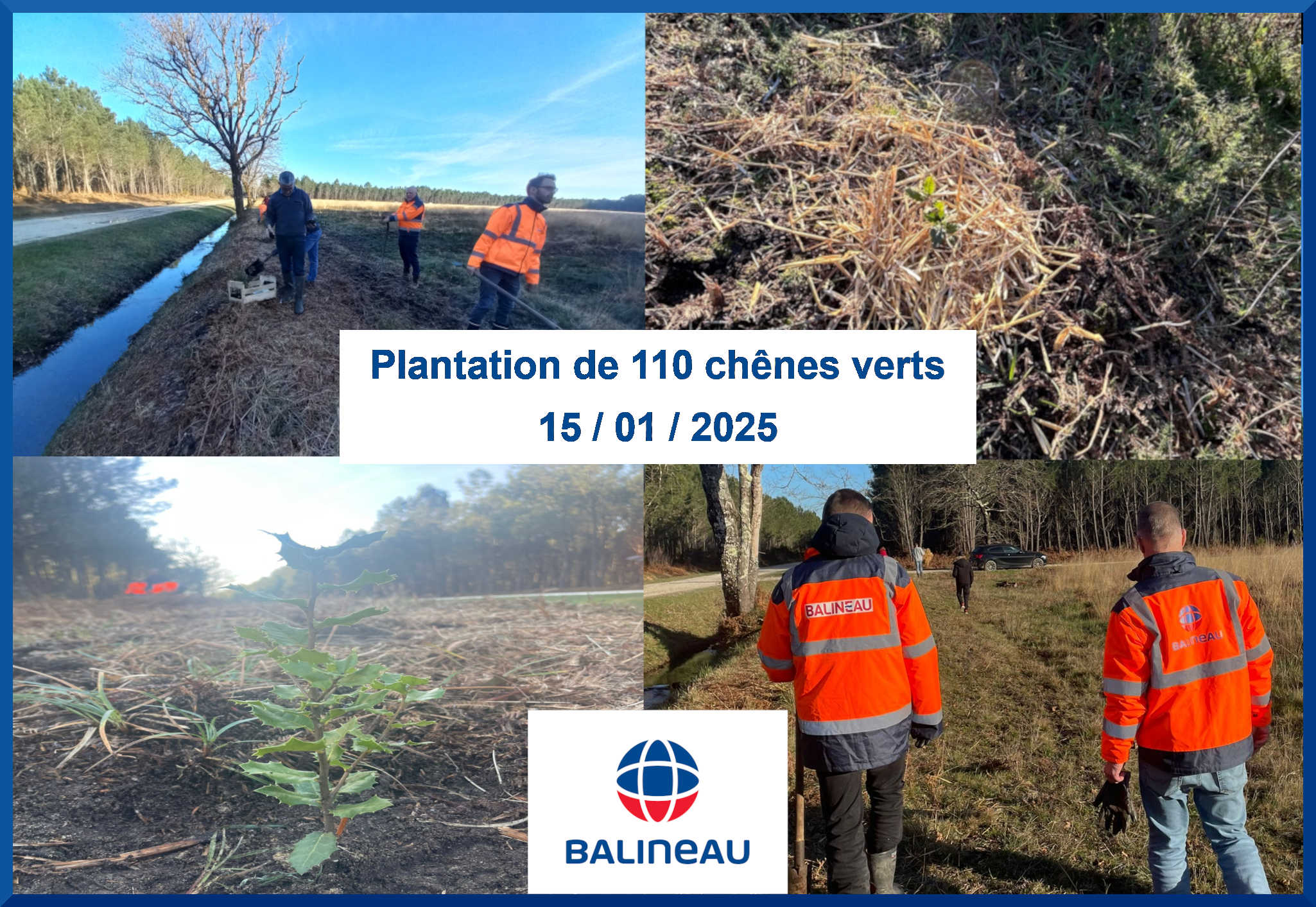 Plantation d'arbres Balineau 15 01 2025